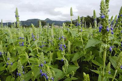 Salvia Hispanica Chia